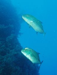 Jacks taken at Sharks Observatory, Ras Mohamed Park with ... by Nikki Van Veelen 